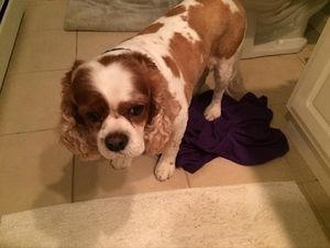 Meet your Posher, Richard